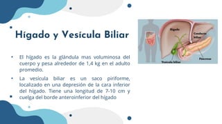 Hígado y Vesícula Biliar
• El hígado es la glándula mas voluminosa del
cuerpo y pesa alrededor de 1,4 kg en el adulto
prom...