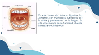 En este tramo del sistema digestivo, los
alimentos son masticados, lubricados por
la saliva y presionados por la lengua. E...