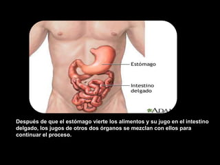 Después de que el estómago vierte los alimentos y su jugo en el intestino
delgado, los jugos de otros dos órganos se mezclan con ellos para
continuar el proceso.
 