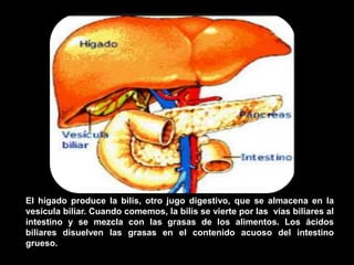 El hígado produce la bilis, otro jugo digestivo, que se almacena en la
vesícula biliar. Cuando comemos, la bilis se vierte por las vías biliares al
intestino y se mezcla con las grasas de los alimentos. Los ácidos
biliares disuelven las grasas en el contenido acuoso del intestino
grueso.
 