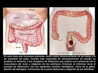 El recto tiene dos funciones primarias, sirven como almacenamiento de las heces y la
de expulsión de estas. Cuando esta capacidad de almacenamiento se excede, se
produce un estímulo a los receptores de distensión que origina una contracción de la
musculatura del recto y relajación de los esfínteres. Entonces el individuo inicia el
proceso de defecación, con los siguientes cambios fisiológicos, cierre de la glotis,
fijación del diafragma, contracción de la pared abdominal y relajación de los esfínteres
 