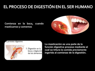 Comienza en la boca, cuando
masticamos y comemos
La masticación es una parte de la
función digestiva proceso mediante el
cual se tritura la comida previamente
ingerida al comienzo de la digestión.
 