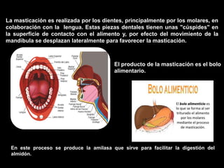 En este proceso se produce la amilasa que sirve para facilitar la digestión del
almidón.
La masticación es realizada por los dientes, principalmente por los molares, en
colaboración con la lengua. Estas piezas dentales tienen unas "cúspides" en
la superficie de contacto con el alimento y, por efecto del movimiento de la
mandíbula se desplazan lateralmente para favorecer la masticación.
El producto de la masticación es el bolo
alimentario.
 