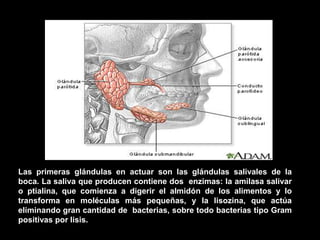 Las primeras glándulas en actuar son las glándulas salivales de la
boca. La saliva que producen contiene dos enzimas: la amilasa salivar
o ptialina, que comienza a digerir el almidón de los alimentos y lo
transforma en moléculas más pequeñas, y la lisozina, que actúa
eliminando gran cantidad de bacterias, sobre todo bacterias tipo Gram
positivas por lisis.
 
