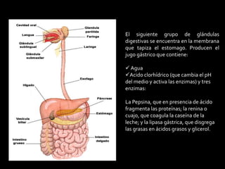 El siguiente grupo de glándulas
digestivas se encuentra en la membrana
que tapiza el estomago. Producen el
jugo gástrico que contiene:
 Agua
Acido clorhídrico (que cambia el pH
del medio y activa las enzimas) y tres
enzimas:
La Pepsina, que en presencia de ácido
fragmenta las proteínas; la renina o
cuajo, que coagula la caseína de la
leche; y la lipasa gástrica, que disgrega
las grasas en ácidos grasos y glicerol.
 
