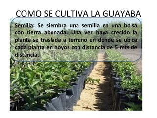 COMO SE CULTIVA LA GUAYABA
Semilla: Se siembra una semilla en una bolsa
con tierra abonada. Una vez haya crecido la
planta se traslada a terreno en donde se ubica
cada planta en hoyos con distancia de 5 mts de
distancia.
 