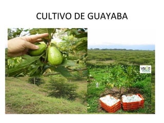 CULTIVO DE GUAYABA
 