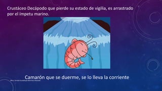 Crustáceo Decápodo que pierde su estado de vigilia, es arrastrado
por el ímpetu marino.
Camarón que se duerme, se lo lleva la corrienteMtra. Zoraida Guadalupe Martínez Alvarado
 