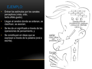 EJEMPLO:
• Entran los estímulos por los canales
perceptivos (vista, oído,
tacto,olfato,gusto);
• Llegan al cerebro donde se ordenan, se
clasifican, se asocian;
• Se les da un significado a través de las
operaciones de pensamiento, y
• Se constituyen en ideas que se
expresan a través de la palabra (oral o
escrita).
 