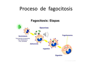 Proceso de fagocitosis
 