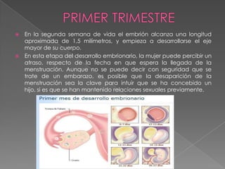  En la segunda semana de vida el embrión alcanza una longitud
aproximada de 1,5 milímetros, y empieza a desarrollarse el eje
mayor de su cuerpo.
 En esta etapa del desarrollo embrionario, la mujer puede percibir un
atraso, respecto de la fecha en que espera la llegada de la
menstruación. Aunque no se puede decir con seguridad que se
trate de un embarazo, es posible que la desaparición de la
menstruación sea la clave para intuir que se ha concebido un
hijo, si es que se han mantenido relaciones sexuales previamente.
 