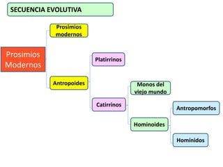 Prosimios Proceso de hominizaciòn | PPTX