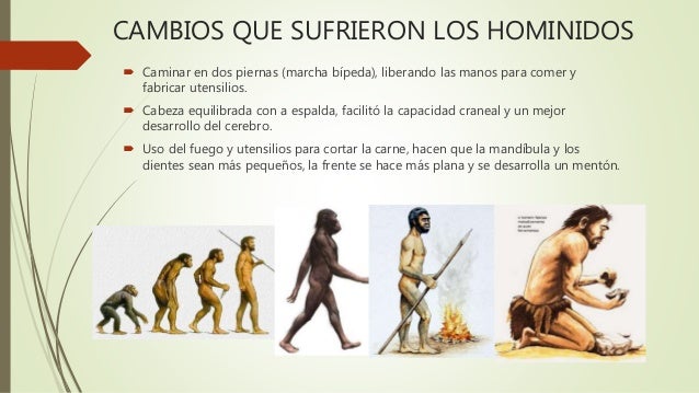 Proceso de hominización
