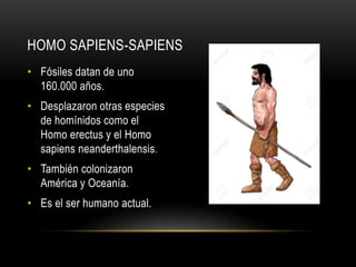 • Fósiles datan de uno
160.000 años.
• Desplazaron otras especies
de homínidos como el
Homo erectus y el Homo
sapiens neanderthalensis.
• También colonizaron
América y Oceanía.
• Es el ser humano actual.
HOMO SAPIENS-SAPIENS
 