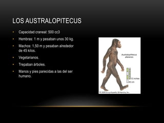 • Capacidad craneal: 500 cc3
• Hembras: 1 m y pesaban unos 30 kg.
• Machos: 1,50 m y pesaban alrededor
de 45 kilos.
• Vegetarianos.
• Trepaban árboles.
• Manos y pies parecidas a las del ser
humano.
LOS AUSTRALOPITECUS
 
