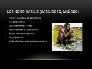 • Primer representante del género Homo
• Incorporaron carne.
• Capacidad craneal: 650 cc3.
• Tamaño parecido al Australopitecus.
• Fabricó herramientas sencillas.
• Lenguaje sencillo.
• Núcleos familiares, establecían campamentos.
 