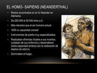• Restos encontrados en el río Neander en
Alemania.
• De 200.000 al 30.000 años a.C.
• Más robustos que el ser humano actual.
• 1600 cc capacidad craneal
• Instrumentos de piedra muy especializados.
• Realizaban ofrendas rituales a sus muertos,
cuidaban de sus enfermos y desarrollaron
cierta capacidad artística con la realización de
objetos de adorno.
• Dominaban el fuego.
EL HOMO- SAPIENS (NEANDERTHAL)
 