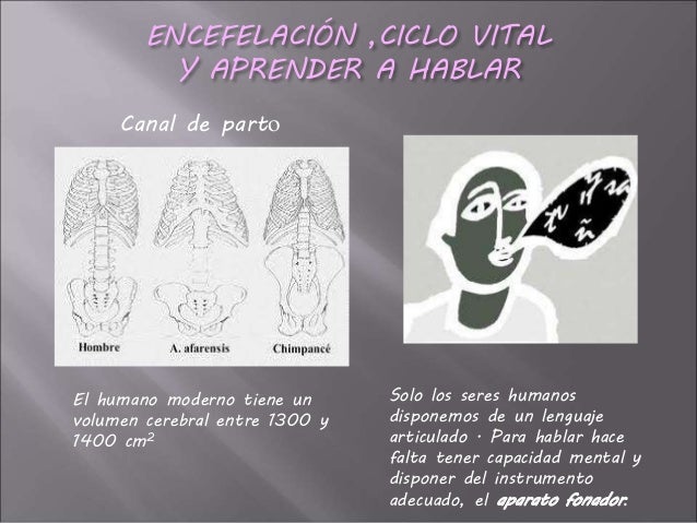El Proceso De Hominizacin By Juan Jimnez On Prezi