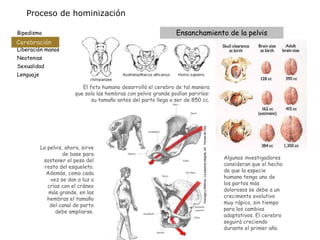 Proceso de hominizacion | PPTX