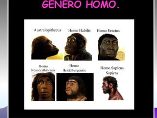 GÉNERO HOMO. 