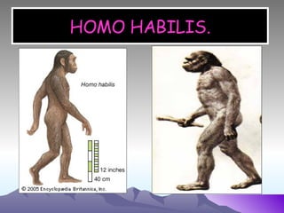 HOMO HABILIS. 