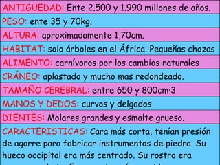 CARACTERISTICAS:   Cara más corta, tenían presión de agarre para fabricar instrumentos de piedra. Su hueco occipital era más centrado. Su rostro era menos prachato. Eran mucho más erguidos.  DIENTES:  Molares grandes   y esmalte grueso. MANOS Y DEDOS:  curvos y delgados TAMAÑO CEREBRAL:  entre 650 y 800cm·3 CRÁNEO:  aplastado y mucho mas redondeado. ALIMENTO:  carnívoros por los cambios naturales HABITAT:  solo árboles en el África. Pequeñas chozas ALTURA:  aproximadamente   1,70cm. PESO:  ente 35 y 70kg. ANTIGÜEDAD:  Ente 2.500 y 1.990 millones de años. 