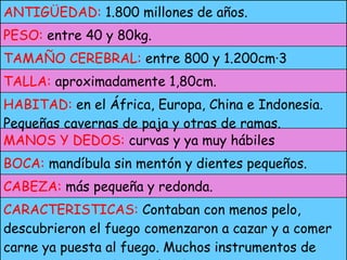 CARACTERISTICAS:  Contaban con menos pelo, descubrieron el fuego comenzaron a cazar y a comer carne ya puesta al fuego. Muchos instrumentos de piedra y de los palos de árbol. Muy erguidos. CABEZA:  más pequeña y redonda. BOCA:  mandíbula sin mentón y dientes pequeños. MANOS Y DEDOS:  curvas y ya muy hábiles HABITAD:  en el África, Europa, China e Indonesia. Pequeñas cavernas de paja y otras de ramas. TALLA:  aproximadamente 1,80cm. TAMAÑO CEREBRAL:  entre 800 y 1.200cm·3 PESO:  entre 40 y 80kg. ANTIGÜEDAD:  1.800 millones de años. 