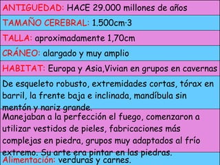 Alimentación:  verduras y carnes. Manejaban a la perfección el fuego, comenzaron a utilizar vestidos de pieles, fabricaciones más complejas en piedra, grupos muy adaptados al frío extremo. Su arte era pintar en las piedras. De esqueleto robusto, extremidades cortas, tórax en barril, la frente baja e inclinada, mandíbula sin mentón y nariz grande. HABITAT:  Europa y Asia,Vivian en grupos en cavernas CRÁNEO:  alargado y muy amplio TALLA:  aproximadamente 1,70cm TAMAÑO CEREBRAL:  1.500cm·3 ANTIGUEDAD:  HACE 29.000 millones de años 