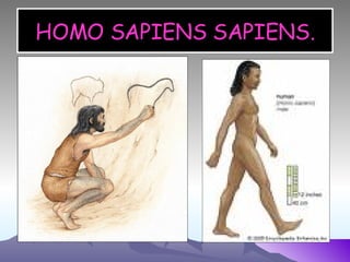 HOMO SAPIENS SAPIENS. 