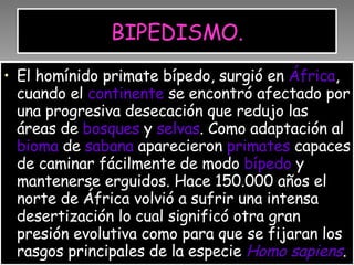 BIPEDISMO. El homínido primate bípedo, surgió en  África , cuando el  continente  se encontró afectado por una progresiva desecación que redujo las áreas de  bosques  y  selvas . Como adaptación al  bioma  de  sabana  aparecieron  primates  capaces de caminar fácilmente de modo  bípedo  y mantenerse erguidos. Hace 150.000 años el norte de África volvió a sufrir una intensa desertización lo cual significó otra gran presión evolutiva como para que se fijaran los rasgos principales de la especie  Homo sapiens . 