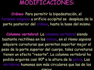 MODIFICACIONES: Cráneo :  Para permitir la bipedestación, el  foramen mágnum  u orificio occipital se  desplaza de la parte posterior del  cráneo , hasta la base del mismo. Columna vertebral :  La  columna vertebral  siendo bastante rectilínea en los  simios , en el  Homo sapiens   adquiere curvaturas que permiten soportar mejor el peso de la parte superior del cuerpo, tales curvaturas tienen un efecto "resorte". La columna vertebral ha podido erguirse casi 90º a la altura de la  pelvis . Las  vértebras  humanas son más circulares que las de los simios. 