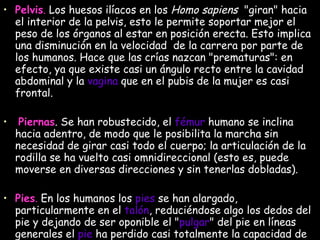 Pelvis .  Los huesos ilíacos en los  Homo sapiens   "giran" hacia el interior de la pelvis, esto le permite soportar mejor el peso de los órganos al estar en posición erecta. Esto implica una disminución en la velocidad  de la carrera por parte de los humanos. Hace que las crías nazcan "prematuras": en efecto, ya que existe casi un ángulo recto entre la cavidad abdominal y la  vagina  que en el pubis de la mujer es casi frontal.   Piernas . Se han robustecido, el  fémur  humano se inclina hacia adentro, de modo que le posibilita la marcha sin necesidad de girar casi todo el cuerpo; la articulación de la rodilla se ha vuelto casi omnidireccional (esto es, puede moverse en diversas direcciones y sin tenerlas dobladas). Pies .  En los humanos los  pies  se han alargado, particularmente en el  talón , reduciéndose algo los dedos del pie y dejando de ser oponible el " pulgar " del pie en líneas generales el  pie  ha perdido casi totalmente la capacidad de aprehensión. Ha dejado de estar capacitado para aferrarse a las ramas, pasando en cambio a tener una función importante en el soporte de todo el cuerpo.  