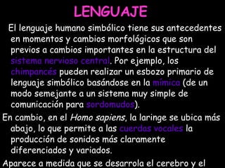 LENGUAJE . El lenguaje humano simbólico tiene sus antecedentes en momentos y cambios morfológicos que son previos a cambios importantes en la estructura del  sistema nervioso central . Por ejemplo, los  chimpancés  pueden realizar un esbozo primario de lenguaje simbólico basándose en la  mímica  (de un modo semejante a un sistema muy simple de comunicación para  sordomudos ).  En cambio, en el  Homo sapiens , la laringe se ubica más abajo, lo que permite a las  cuerdas vocales  la producción de sonidos más claramente diferenciados y variados.  Aparece a medida que se desarrola el cerebro y el sistema nervioso central. 