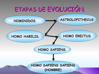 ETAPAS DE  EVOLUCIÓN . HOMO SAPIENS SAPIENS (HOMBRE) HOMO ERECTUS . HOMO SAPIENS. HOMINIDOS HOMO HABILIS . ASTROLOPITHECUS 