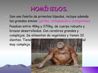 HOMÍNIDOS. Son una familia de primates bípedos, incluye además los grandes simios:  gorilas, chimpancés y orangutanes. Pesaban entre 48kg y 270kg, de cuerpo robusto y brazos desarrollados. Con cerebros grandes y complejos. Se alimentan de vegetales y tienen 32 dientes. Tienen una vocalización y expresión facial muy compleja. 