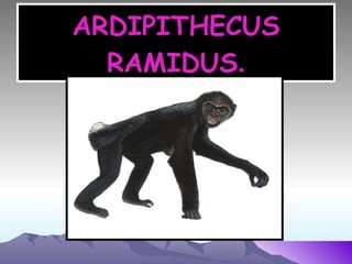 ARDIPITHECUS   RAMIDUS . 