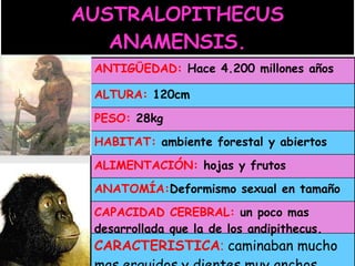 AUSTRALOPITHECUS ANAMENSIS. CARACTERISTICA :  caminaban mucho mas erguidos y dientes muy anchos. CAPACIDAD CEREBRAL:  un poco mas desarrollada que la de los andipithecus.   ANATOMÍA: Deformismo   sexual en tamaño ALIMENTACIÓN:  hojas y frutos HABITAT:   ambiente forestal y abiertos PESO:  28kg ALTURA:  120cm ANTIGÜEDAD:  Hace 4.200 millones años 