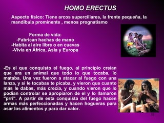 HOMO ERECTUS   Aspecto físico: Tiene arcos superciliares, la frente pequeña, la mandíbula prominente , menos prognatismo  Forma de vida: - Fabrican hachas de mano -Habita al aire libre o en cuevas -Vivía en África, Asia y Europa -Es el que conquisto el fuego, al principio creían que era un animal que todo lo que tocaba, lo mataba. Una vez fueron a atacar al fuego con una lanza, y si le tocabas te picaba, y vieron que cuanto más le dabas, más crecía, y cuando vieron que lo podían controlar se apropiaron de el y lo llamaron "prri". A partir de esta conquista del fuego hacen armas más perfeccionadas y hacen hogueras para asar los alimentos y para dar calor.  