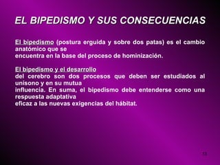 EL BIPEDISMO Y SUS CONSECUENCIAS El bipedismo  (postura erguida y sobre dos patas) es el cambio anatómico que se encuentra en la base del proceso de hominización. El bipedismo y el desarrollo del cerebro son dos procesos que deben ser estudiados al unísono y en su mutua influencia. En suma, el bipedismo debe entenderse como una respuesta adaptativa eficaz a las nuevas exigencias del hábitat . 