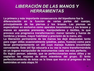 LIBERACIÓN DE LAS MANOS Y HERRAMIENTAS La primera y más importante consecuencia del bipedismo fue la diferenciación en la función de varias partes del cuerpo, principalmente de las piernas y los brazos. Las piernas se especializan en exclusiva como aparatos locomotores y los brazos y manos en aparatos prensores, manipuladores y táctiles, lo que provoca una progresiva transformación: menor tamaño y fuerza de hombros y brazos, mayor habilidad y precisión de la mano, etc. La liberación permanente de las manos las dejó dispuestas tanto para coger útiles ocasionalmente (piedras, palos, huesos) como para llevar permanentemente un útil cuyo manejo hubiera encontrado conveniente. Este útil fijo educaría a su vez la mano transformándola en un órgano manipulador de instrumentos cada vez más perfecto. Es lógico pensar, además, que se perfeccionarían estos útiles y se copiarían los mejores de otros miembros del grupo. El lento perfeccionamiento de éstos es la línea que marca el progreso de los homínidos en esta etapa. 