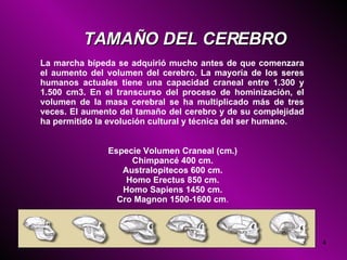 La marcha bípeda se adquirió mucho antes de que comenzara el aumento del volumen del cerebro. La mayoría de los seres humanos actuales tiene una capacidad craneal entre 1.300 y 1.500 cm3. En el transcurso del proceso de hominización, el volumen de la masa cerebral se ha multiplicado más de tres veces. El aumento del tamaño del cerebro y de su complejidad ha permitido la evolución cultural y técnica del ser humano.  TAMAÑO DEL CEREBRO Especie Volumen Craneal (cm.) Chimpancé 400 cm. Australopitecos 600 cm. Homo Erectus 850 cm. Homo Sapiens 1450 cm. Cro Magnon 1500-1600 cm . 