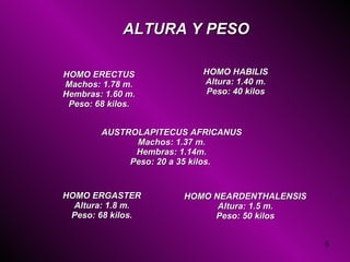ALTURA Y PESO AUSTROLAPITECUS AFRICANUS Machos: 1.37 m. Hembras: 1.14m. Peso: 20 a 35 kilos.   HOMO HABILIS Altura: 1.40 m. Peso: 40 kilos HOMO ERGASTER Altura: 1.8 m. Peso: 68 kilos. HOMO ERECTUS Machos: 1.78 m. Hembras: 1.60 m. Peso: 68 kilos. HOMO NEARDENTHALENSIS Altura: 1.5 m. Peso: 50 kilos 