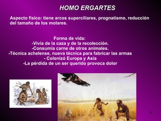 Aspecto físico: tiene arcos superciliares, prognatismo, reducción del tamaño de los molares.  Forma de vida:  -Vivía de la caza y de la recolección. -Consumía carne de otros animales. -Técnica achelense, nueva técnica para fabricar las armas - Colonizó Europa y Asia -La pérdida de un ser querido provoca dolor HOMO ERGARTES   