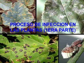 PROCESO DE INFECCION EN LAS PLANTAS (1ERA PARTE) 