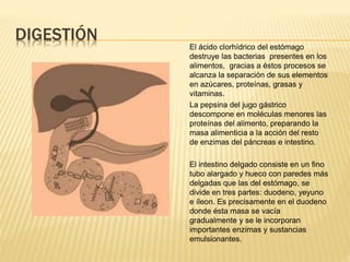 DIGESTIÓN
El ácido clorhídrico del estómago
destruye las bacterias presentes en los
alimentos, gracias a éstos procesos se
alcanza la separación de sus elementos
en azúcares, proteínas, grasas y
vitaminas.
La pepsina del jugo gástrico
descompone en moléculas menores las
proteínas del alimento, preparando la
masa alimenticia a la acción del resto
de enzimas del páncreas e intestino.
El intestino delgado consiste en un fino
tubo alargado y hueco con paredes más
delgadas que las del estómago, se
divide en tres partes: duodeno, yeyuno
e íleon. Es precisamente en el duodeno
donde ésta masa se vacía
gradualmente y se le incorporan
importantes enzimas y sustancias
emulsionantes.
 