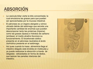 ABSORCIÓN
 La vesícula biliar vierte la bilis concentrada; la
cual emulsiona las grasas para que puedan
ser aprovechadas por la mucosa intestinal.
 El páncreas es un órgano alargado y cónico
ubicado detrás del estómago que secreta una
importante cantidad de enzimas que pueden
descomponer tanto las proteínas (tripsina)
como las grasas (lipasa) e hidratos de carbono
(amilasa); el medio alcalino favorece su
funcionamiento. El bicarbonato sódico
presente en el páncreas neutraliza el ácido
clorhídrico presente en el estómago.
 Así pues cuando la masa alimenticia llega al
intestino delgado está dividida en moléculas y
ya puede realizarse la absorción a través de
delgadas vellosidades en forma de dedos,
que tapizan las paredes interiores del
intestino.
 