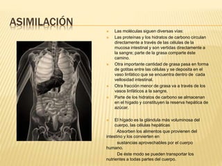 ASIMILACIÓN
 Las moléculas siguen diversas vías:
 Las proteínas y los hidratos de carbono circulan
directamente a través de las células de la
mucosa intestinal y son vertidas directamente a
la sangre; parte de la grasa comparte éste
camino.
 Otra importante cantidad de grasa pasa en forma
de gotitas entre las células y se deposita en el
vaso linfático que se encuentra dentro de cada
vellosidad intestinal.
 Otra fracción menor de grasa va a través de los
vasos linfáticos a la sangre.
 Parte de los hidratos de carbono se almacenan
en el hígado y constituyen la reserva hepática de
azúcar.
 El hígado es la glándula más voluminosa del
cuerpo, las células hepáticas
Absorben los alimentos que provienen del
intestino y los convierten en
sustancias aprovechables por el cuerpo
humano.
De éste modo se pueden transportar los
nutrientes a todas partes del cuerpo.
 