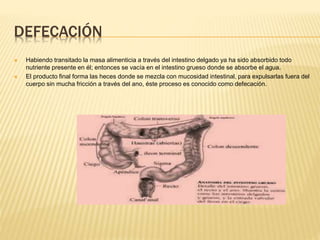 DEFECACIÓN
 Habiendo transitado la masa alimenticia a través del intestino delgado ya ha sido absorbido todo
nutriente presente en él; entonces se vacía en el intestino grueso donde se absorbe el agua.
 El producto final forma las heces donde se mezcla con mucosidad intestinal, para expulsarlas fuera del
cuerpo sin mucha fricción a través del ano, éste proceso es conocido como defecación.
 