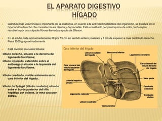 EL APARATO DIGESTIVO
HÍGADO
lóbulo derecho, situado a la derecha del
ligamento falciforme;
lóbulo izquierdo, extendido sobre el
estómago y situado a la izquierda del
ligamento falciforme.
lóbulo cuadrado, visible solamente en la
cara inferior del hígado;
lóbulo de Spiegel (lóbulo caudado), situado
entre el borde posterior del hilio
hepático por delante, la vena cava por
detrás.
 Glándula más voluminosa e importante de la anatomía, en cuanto a la actividad metabólica del organismo, se localiza en el
hipocondrio derecho. Su consistencia es blanda y depreciable. Está constituido por parénquima de color pardo rojizo,
recubierto por una cápsula fibrosa llamada capsula de Glisson.
 En el adulto mide aproximadamente 28 por 15 cm en sentido antero posterior y 8 cm de espesor a nivel del lóbulo derecho.
Pesa 1555 g aproximadamente.
 Está dividido en cuatro lóbulos:
 