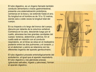 El tubo digestivo, es un órgano llamado también
conducto alimentario o tracto gastrointestinal,
presenta una sistematización prototípica,
comienza en la boca y se extiende hasta el ano.
Su longitud en el hombre es de 10 a 12 metros,
siendo seis o siete veces la longitud total del
cuerpo.
En su trayecto a lo largo del tronco del cuerpo,
discurre por delante de la columna vertebral.
Comienza en la cara, desciende luego por el
cuello, atraviesa las tres grandes cavidades del
cuerpo: torácica, abdominal y pélvica. En el
cuello está en relación con el conducto
respiratorio, en el tórax se sitúa en el mediastino
posterior entre los dos pulmones y el corazón, y
en el abdomen y pelvis se relaciona con los
diferentes órganos del aparato genitourinario.
El tubo digestivo procede embriológicamente del
endodermo, al igual que el aparato respiratorio.
El tubo digestivo y las glándulas anexas
(glándulas salivales, hígado y páncreas), forman
el aparato digestivo.
 